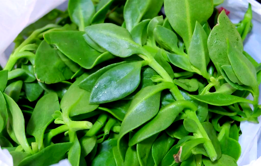 穿心莲的苦味记忆与多种功效解析