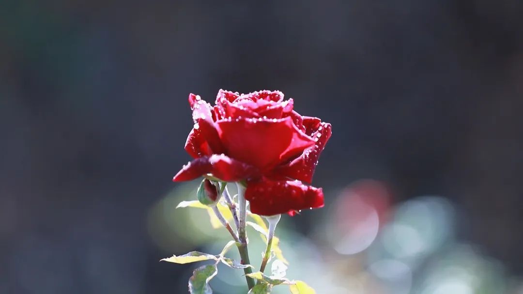 "花"样经济!瞧,这里的玫瑰姑娘笑了