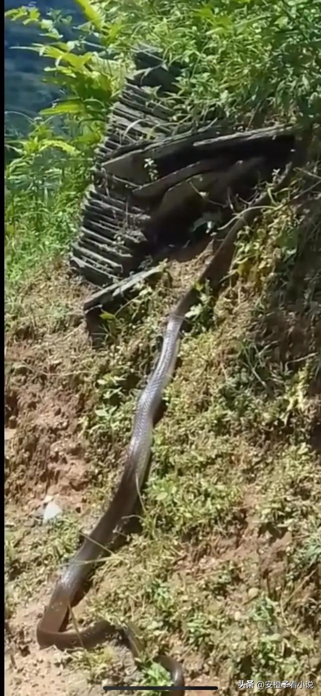 望而生畏!云南丽江,有村民在野外山中,发现条四米多长的大黑蛇
