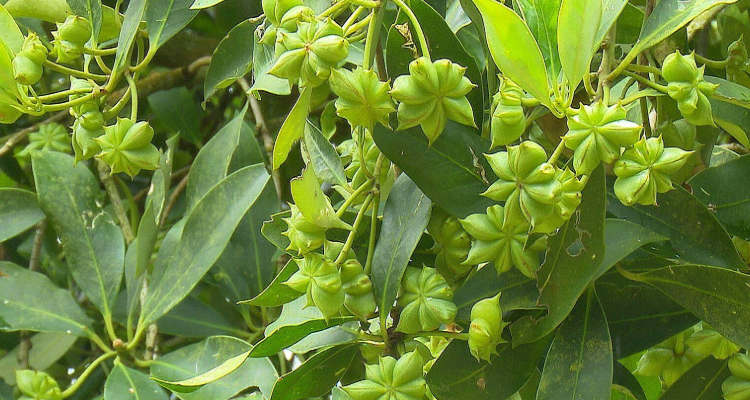 八角树在北方能种植吗