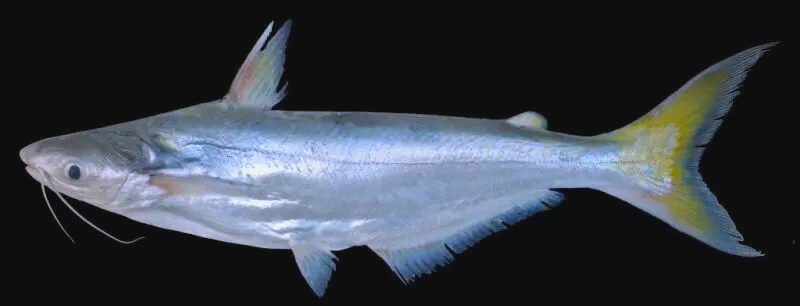 巨鲇科鱼类的崛起与进化:从巴沙鱼到海芒鱼