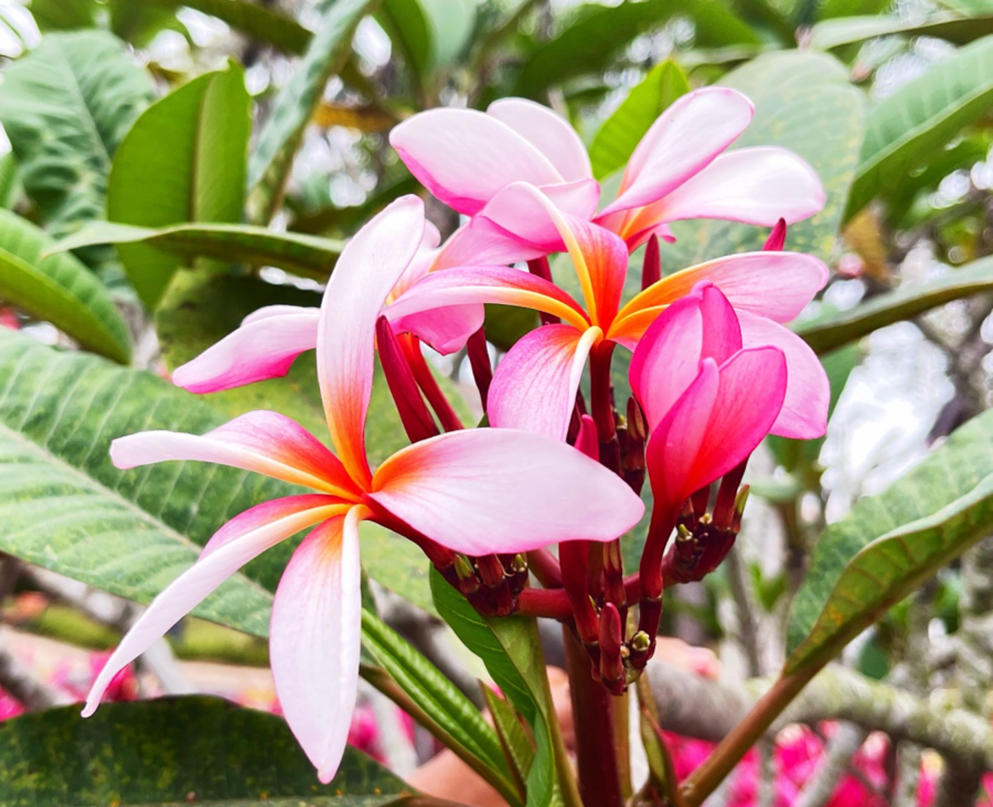 摄影欣赏|海南盛开的鸡蛋花
