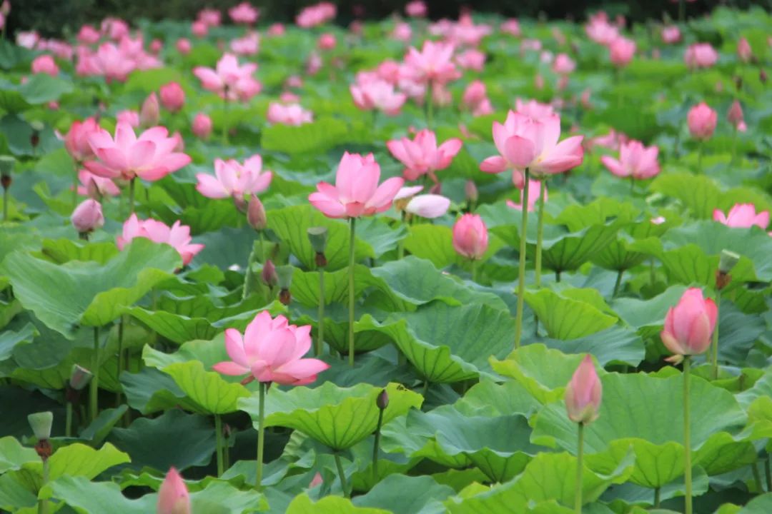 绝美荷花绽放罗江!观赏攻略请收好