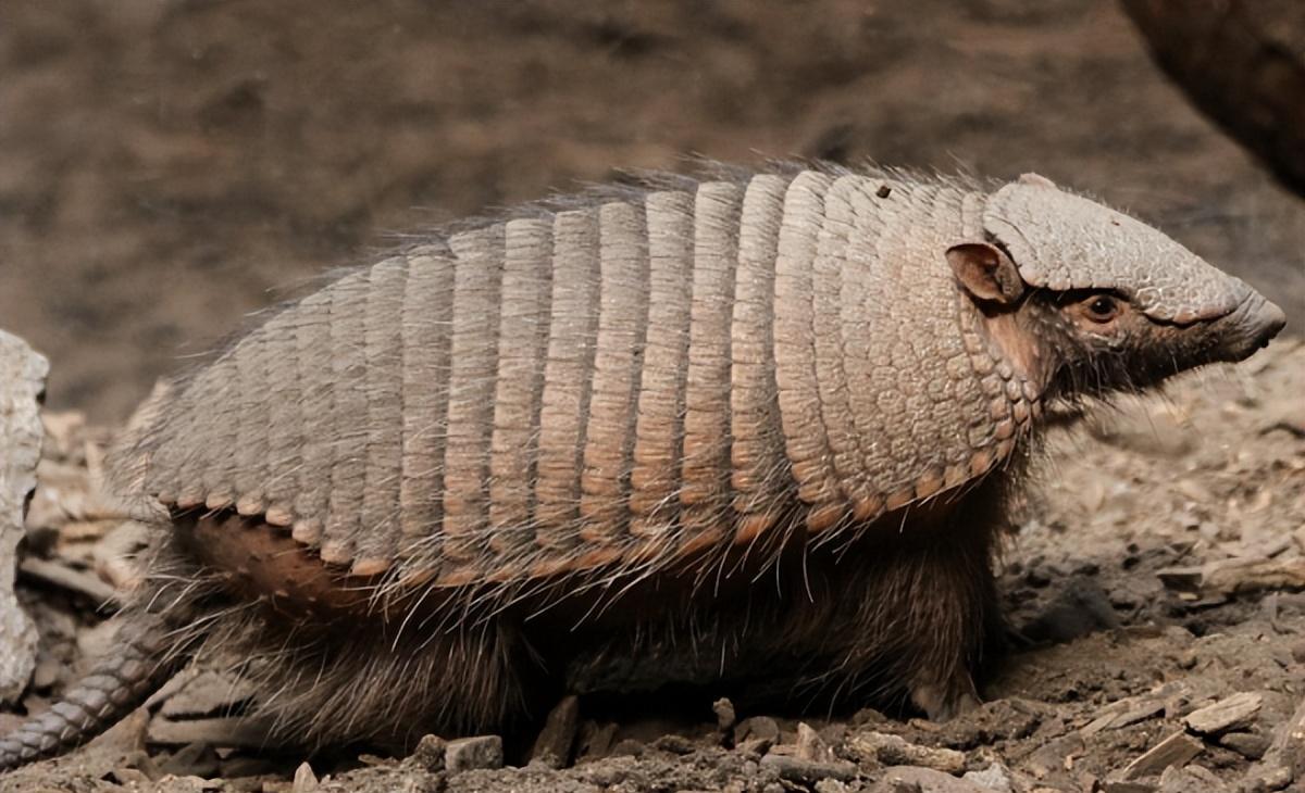 犰狳,巴西世界杯吉祥物,长相酷似穿山甲,同样遭人捕杀