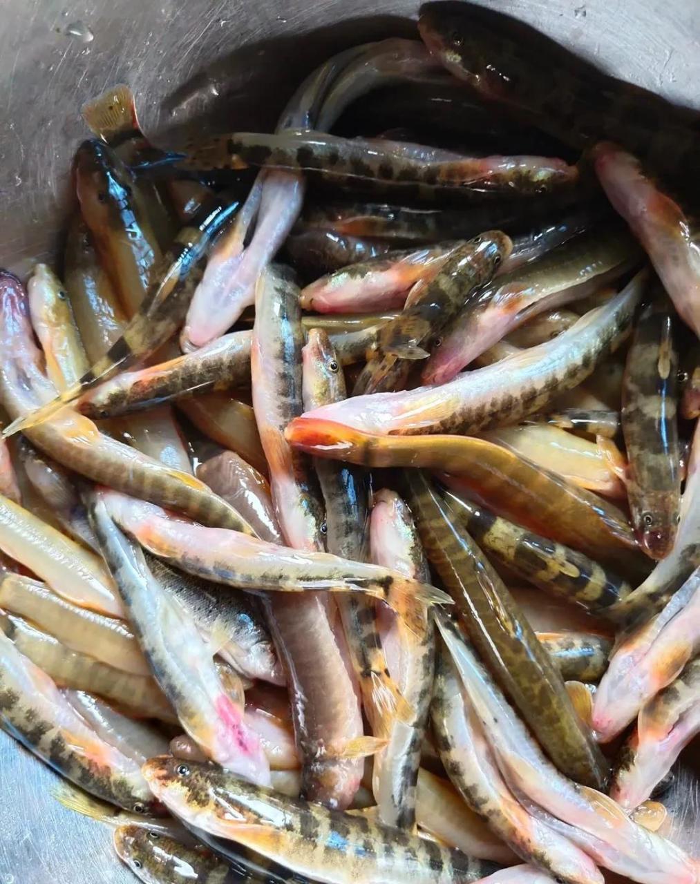 中华刺鳅鱼养殖技术图片