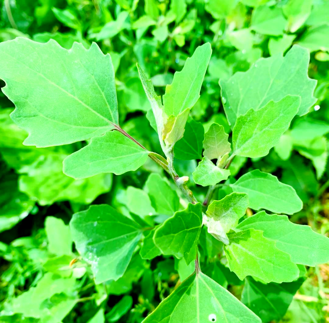 灰灰菜:一种营养丰富的野菜,如今被城里人热捧,南方人却视其为野草