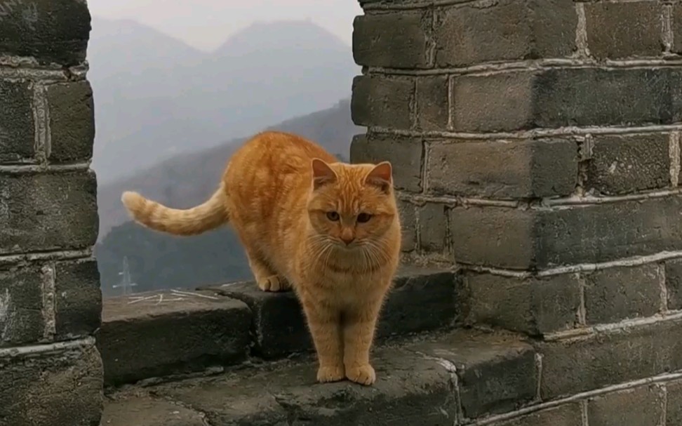 八达岭长城上的"网红猫"你认识吗?