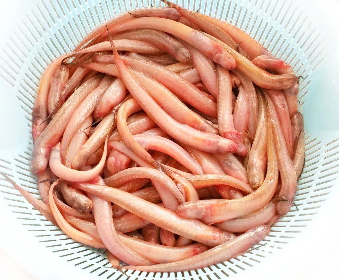 好吃广东 味在揭阳丨梅汁湿鲦鱼
