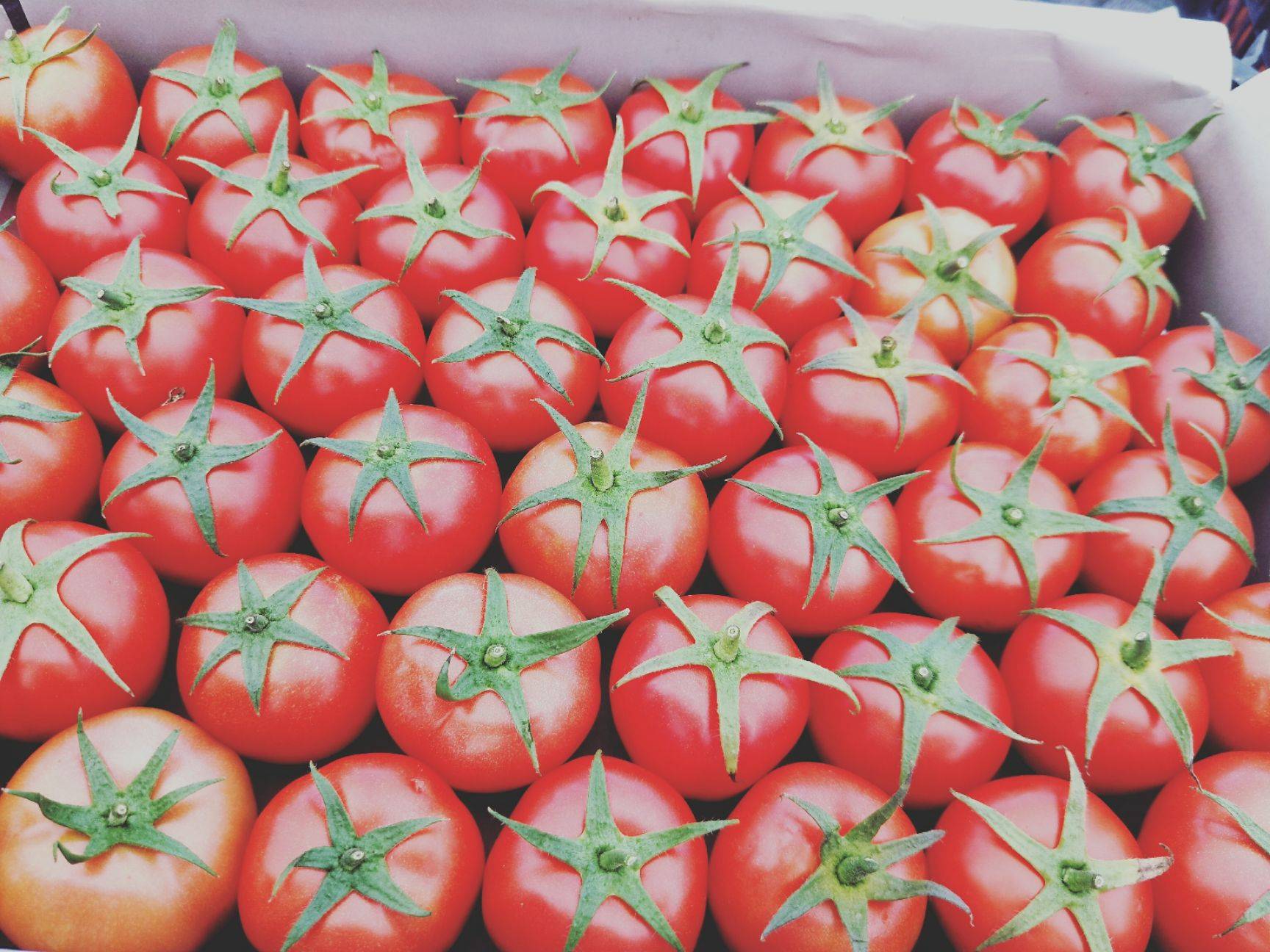 为什么番茄越来越难吃?科学家历时4年研究,发现番茄本质变了