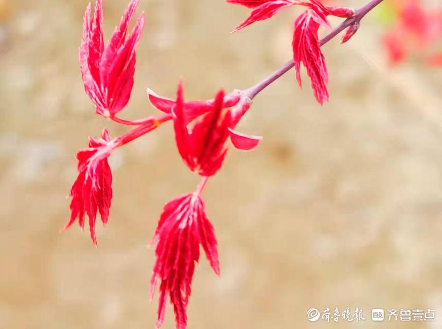 红枫露嫩芽生机一片