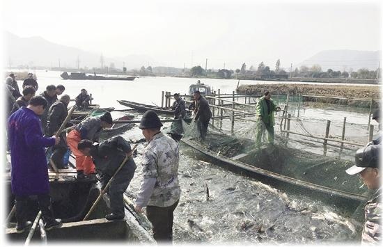 兰亭街道张家葑村:自然生态湿地 典型鱼米之乡