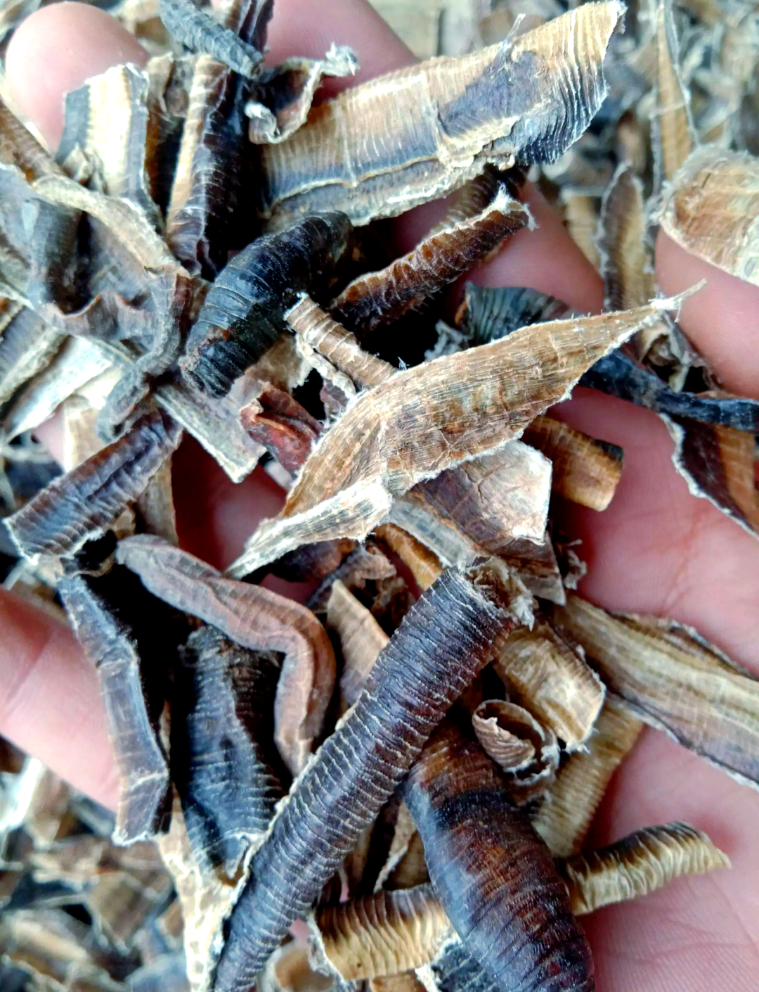 广地龙:探索中药中的地龙传奇