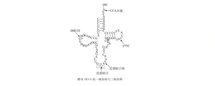 trna的三级结构是什么型
