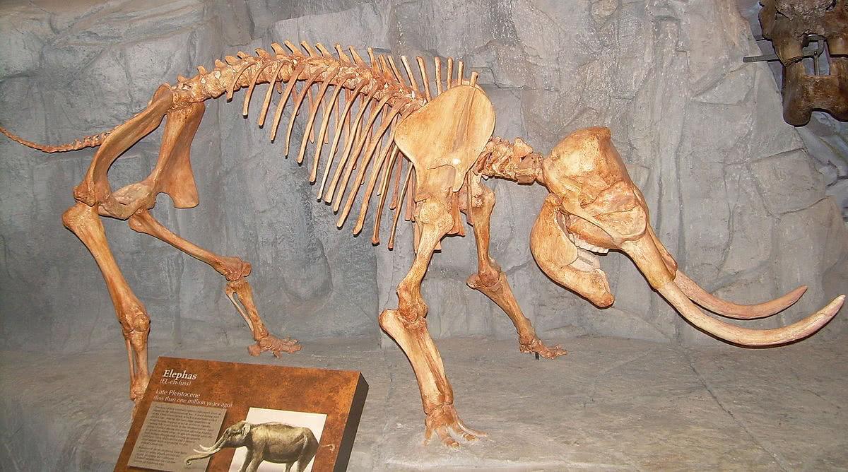 始祖象化石图片