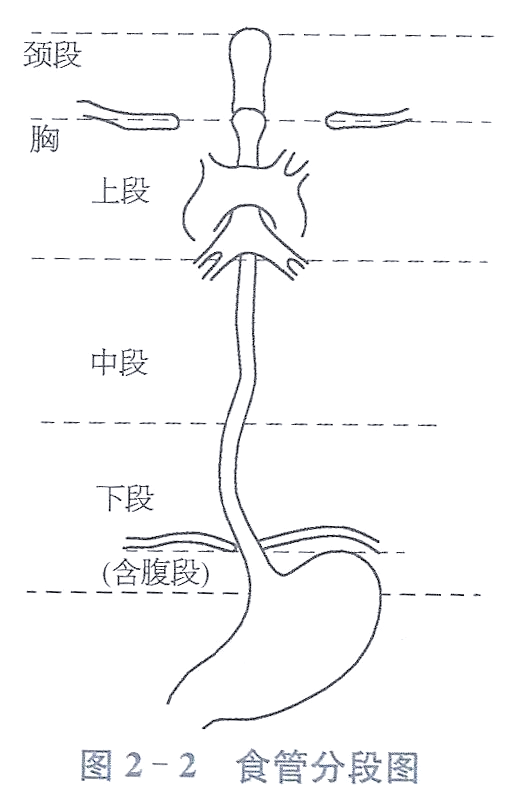 收藏|全面了解消化内镜检查的解剖知识