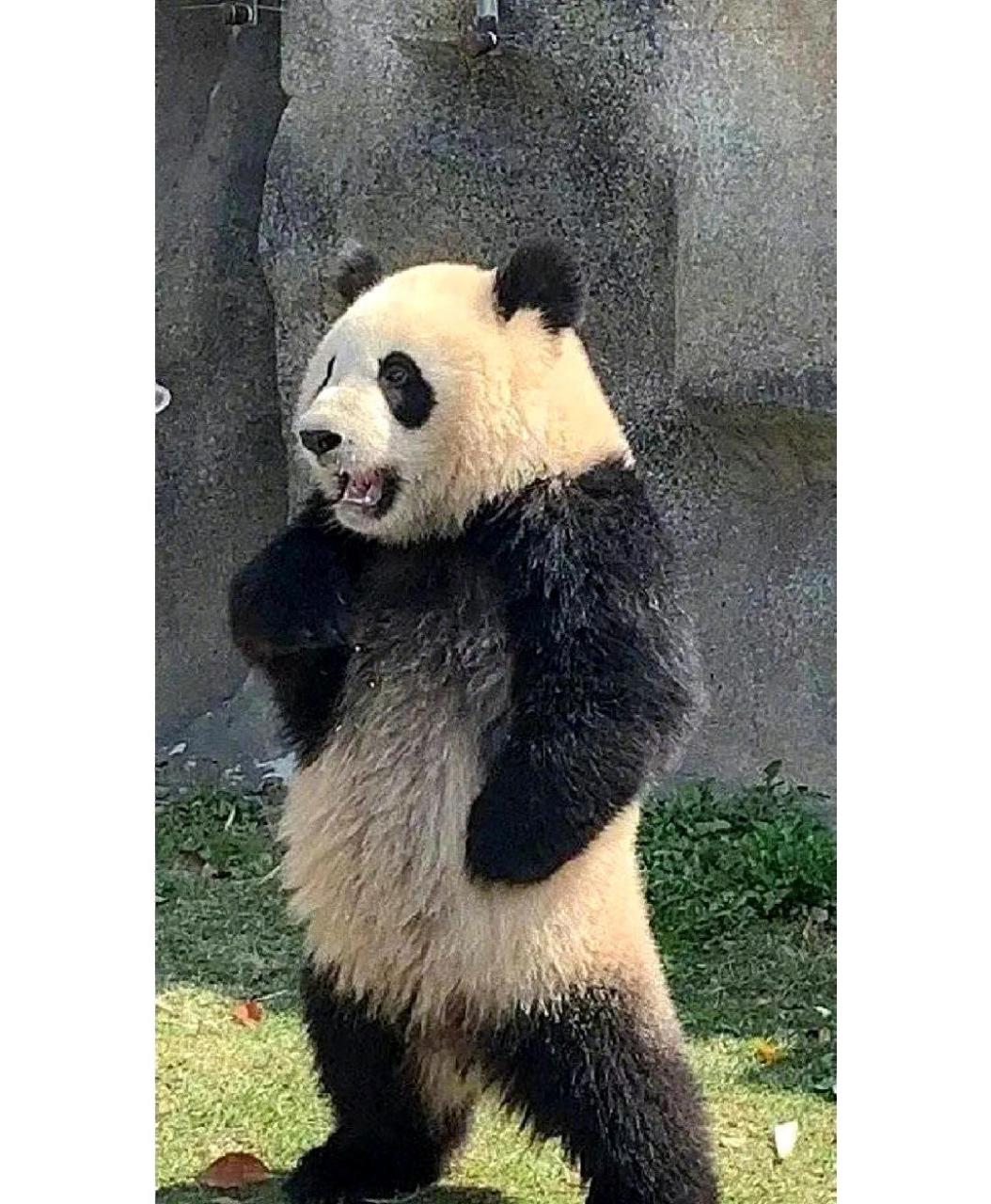 网友:如果大熊猫黑白颠倒,感觉好像更有灵性了.
