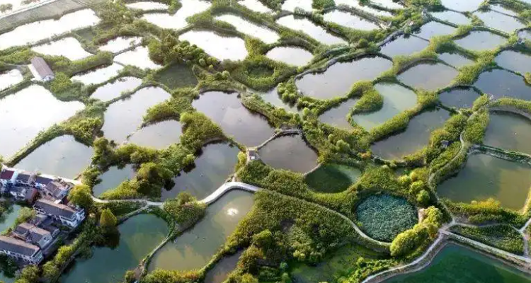 基塘农业和鱼塘台田图片