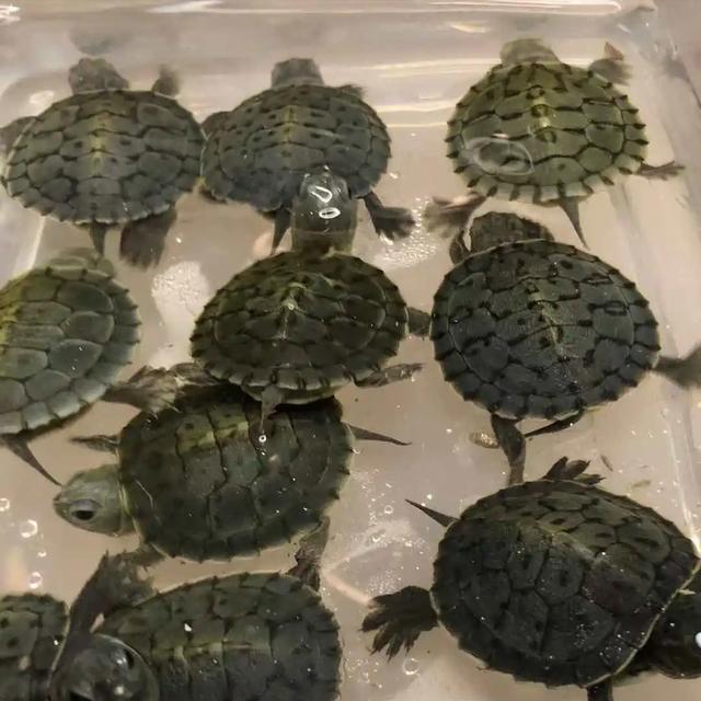 这只龟苗去年1万元一只,今年1百多元一只,哭晕在厕所了