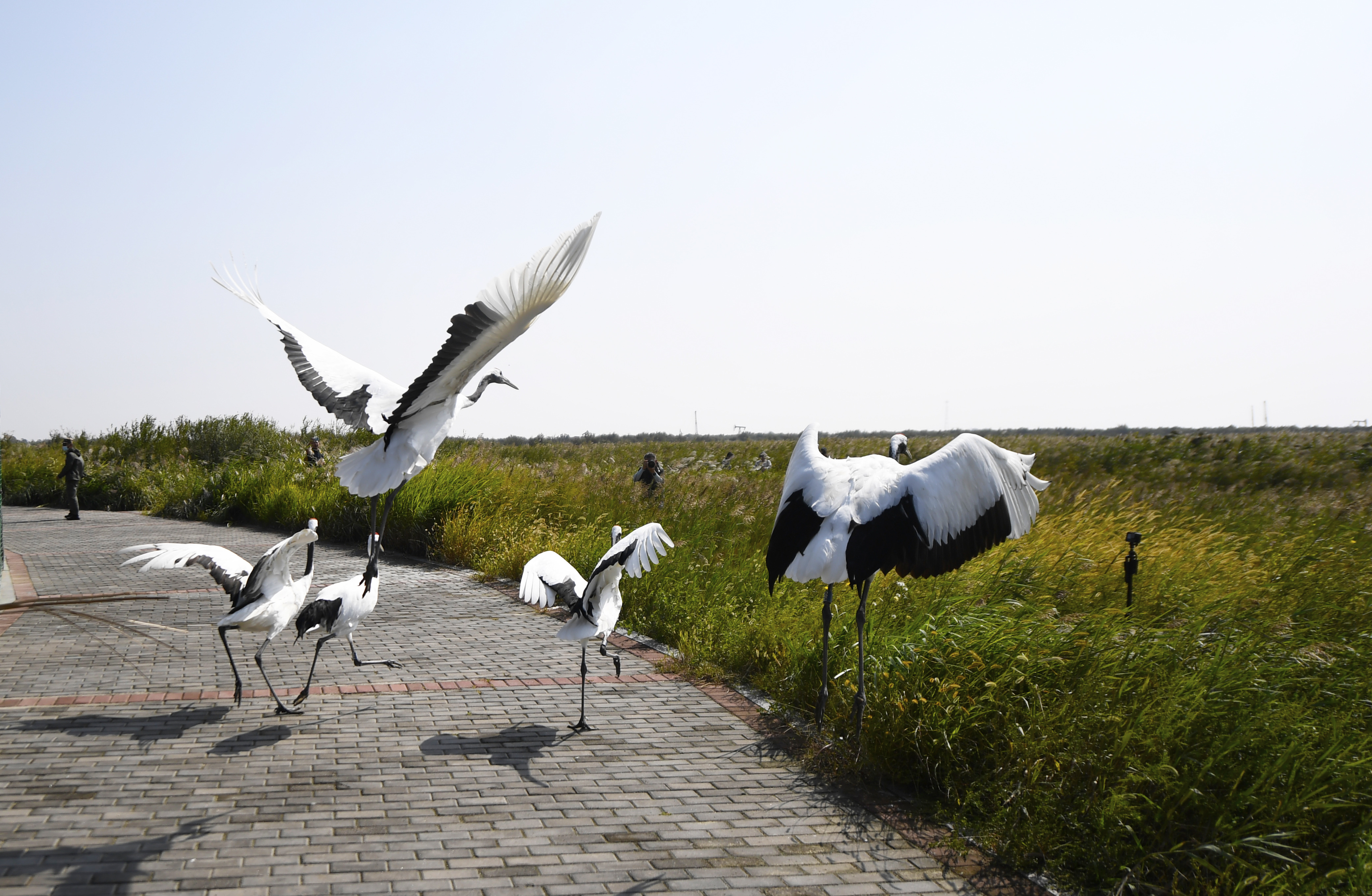 组图|东营黄河口湿地"红地毯"迎来最佳观赏期