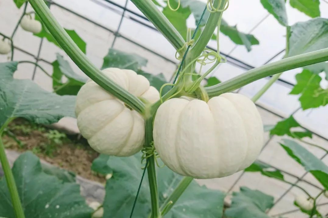 海派乡村新图景丨沪郊风物推荐官:南瓜届的"白富美"