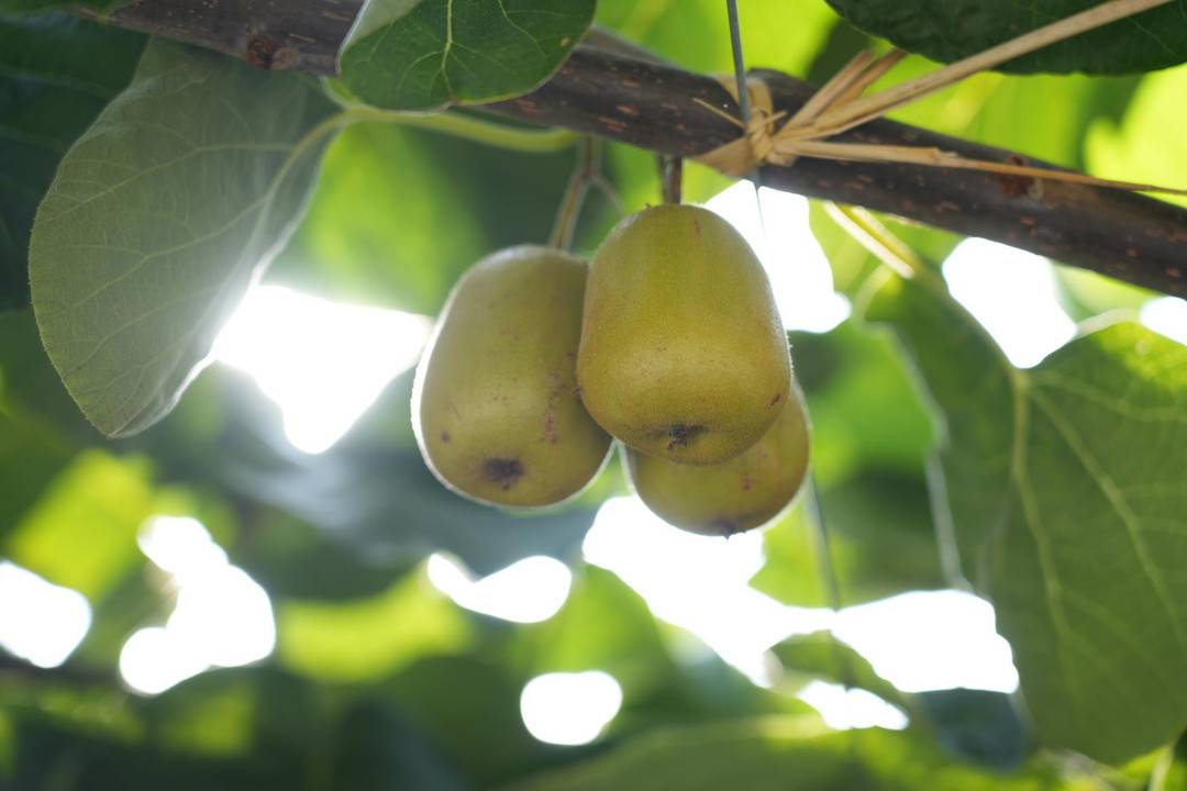 四川苍溪红心猕猴桃采摘季开启 众客商争相抢订