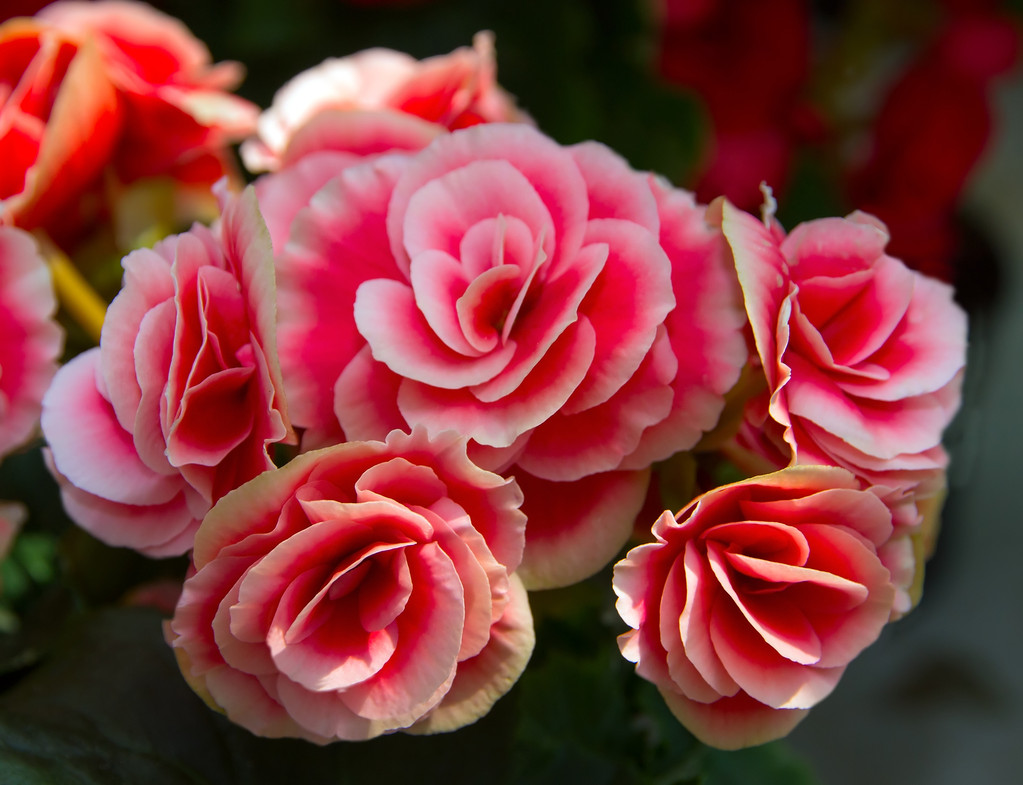 有院子的花友不要错过,红花蔷薇花色鲜艳,浓香四溢,值得选择