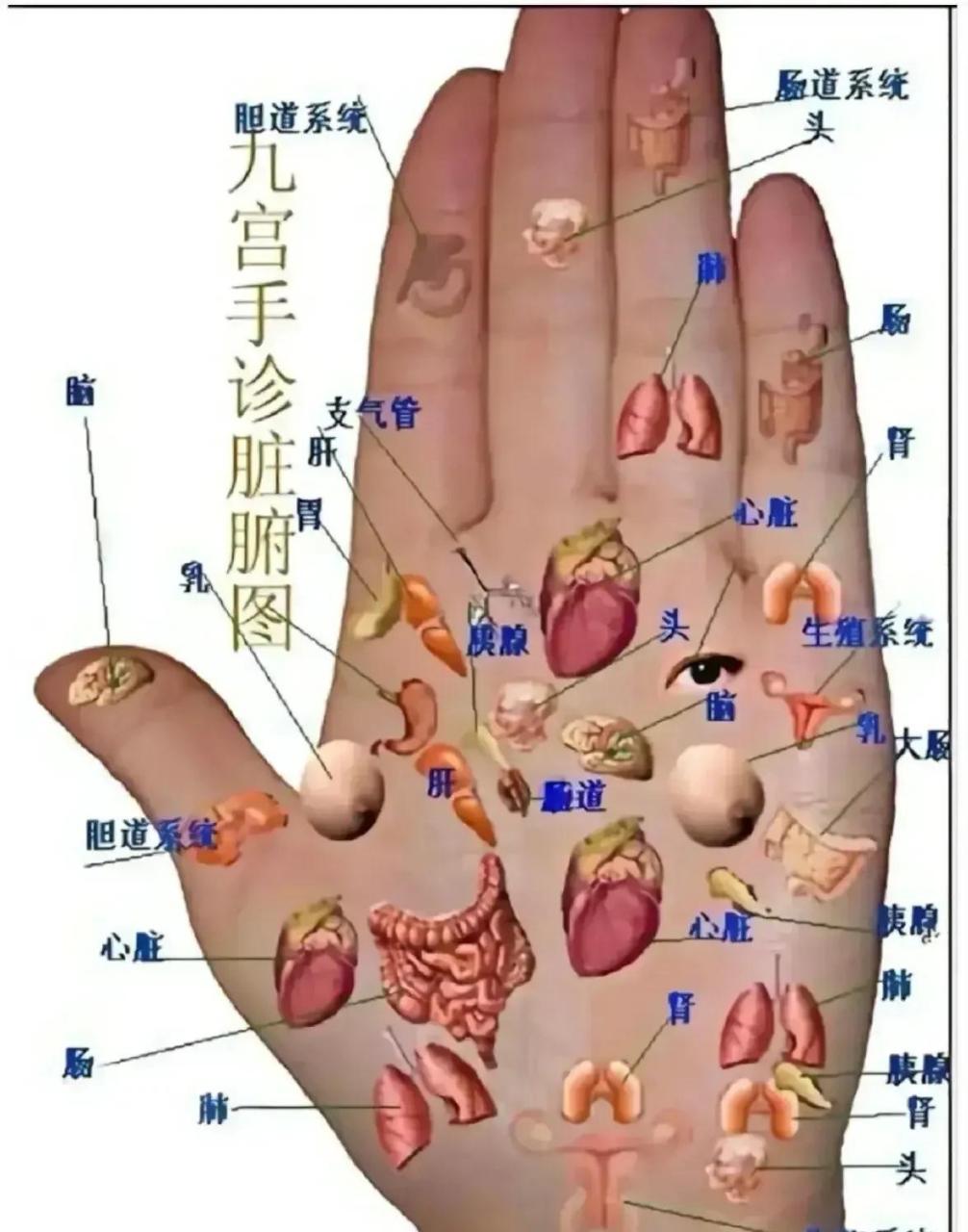 手背对应的内脏图片图片