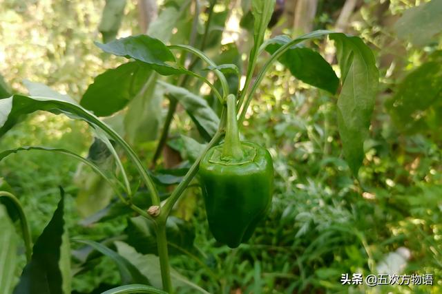 茄科蔬菜大全,你肯定不会都吃过