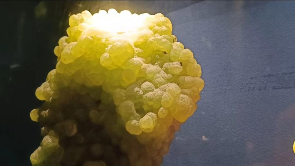 钻石,蓝宝石,红宝石,祖母绿,金绿宝石(猫眼石),它们以其独特的魅力