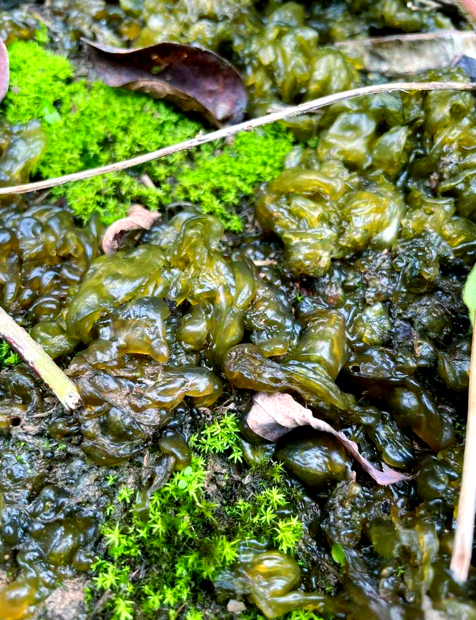 农村中不为人知的野菜宝藏