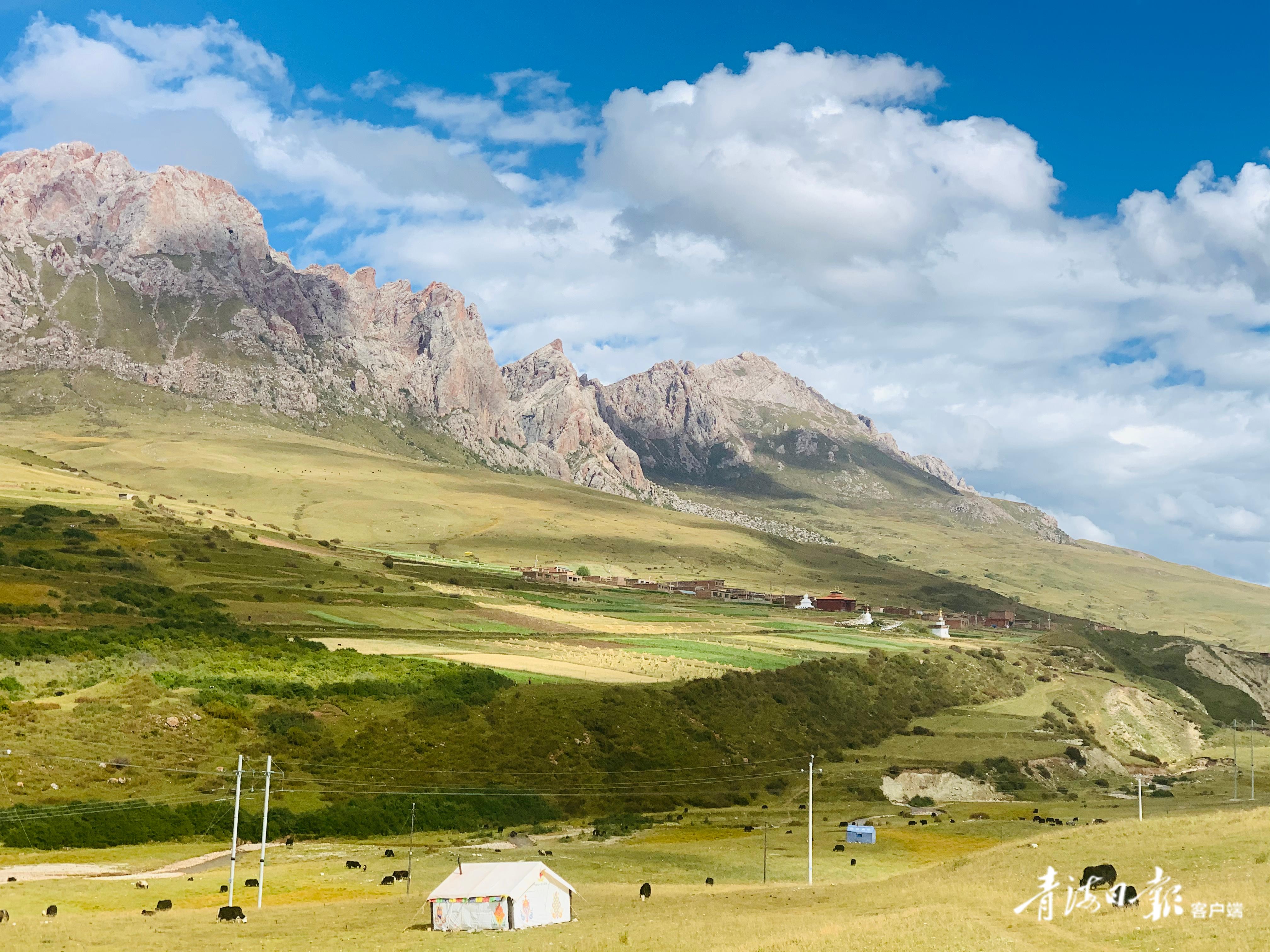 玉树:发布第1号总林草长令 助力全州林业高质量发展