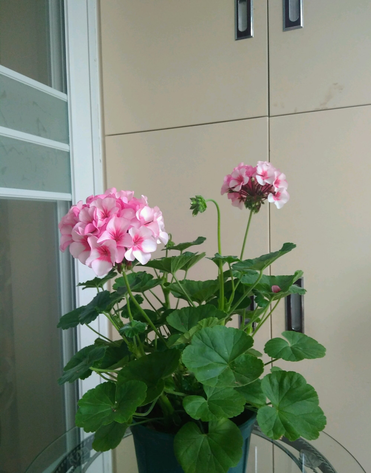 天竺葵"白星"—花色美丽,丰花勤花,阳台养一棵,四季有花赏