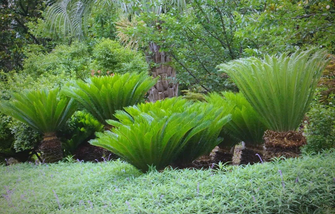 苏铁:一种珍贵的濒危植物
