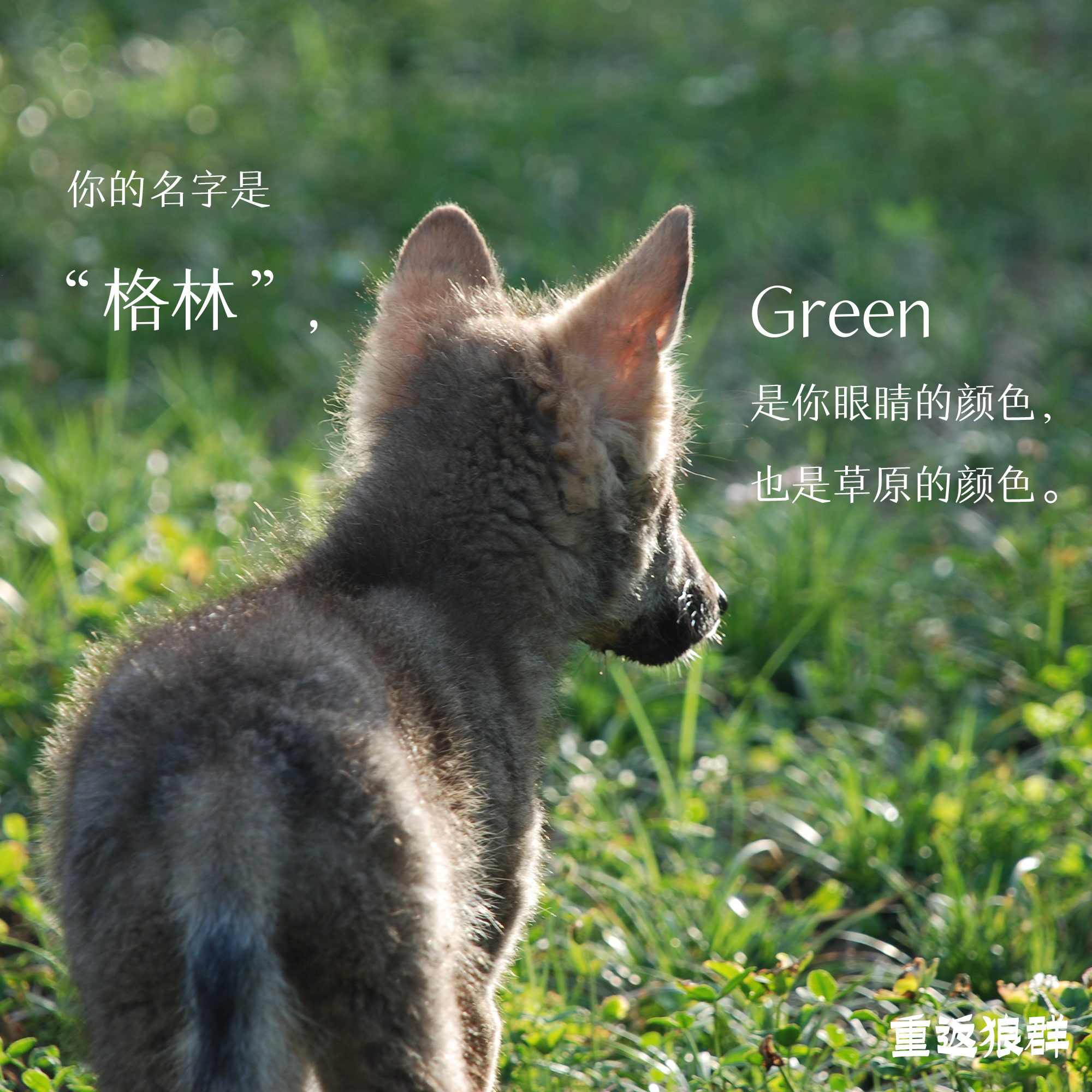 《重返狼群》:李微漪养大一匹狼,并成功将它送回狼群,这就是爱