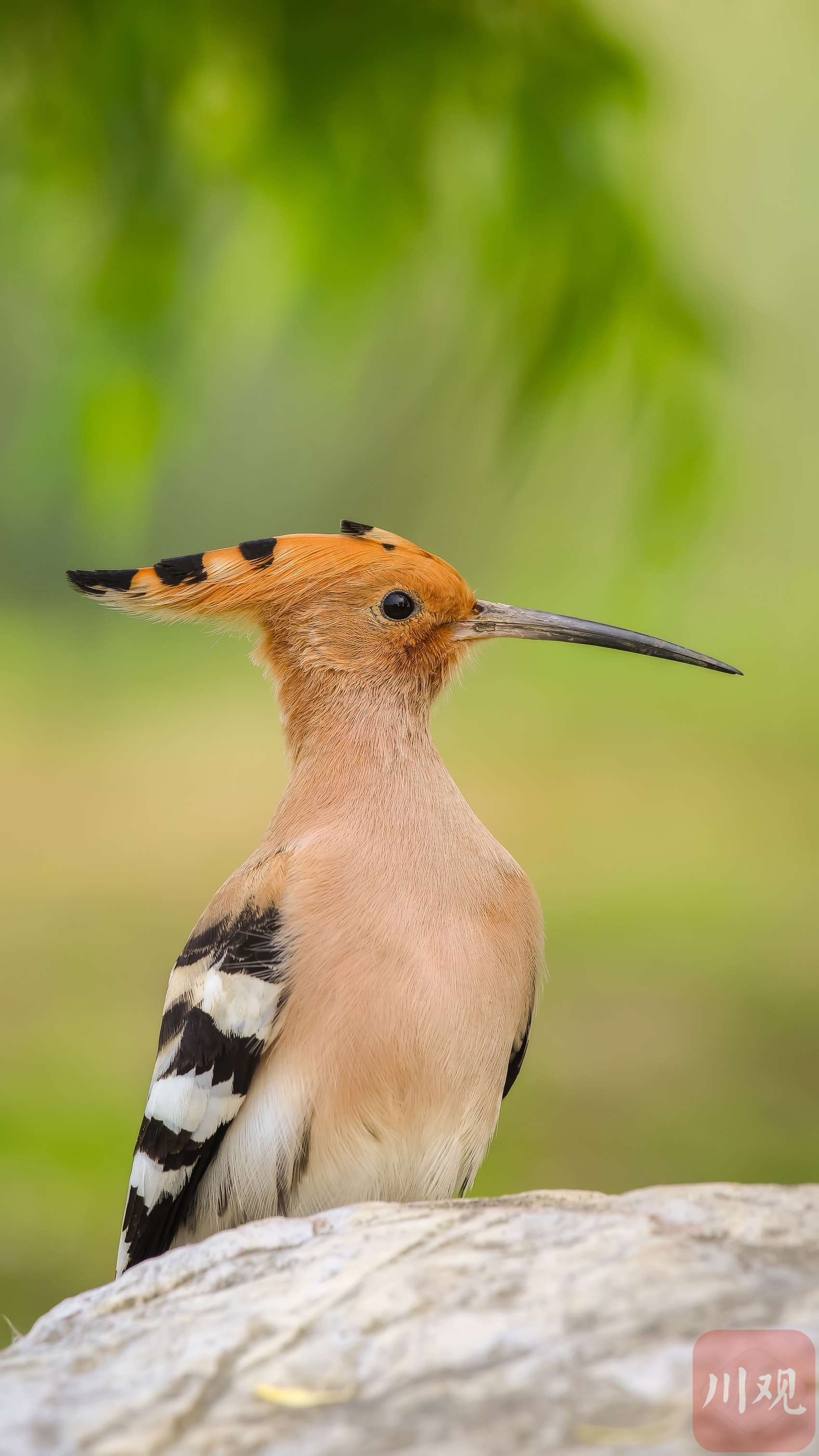 组图|啁啾百鸟 蹁跹动蓉城