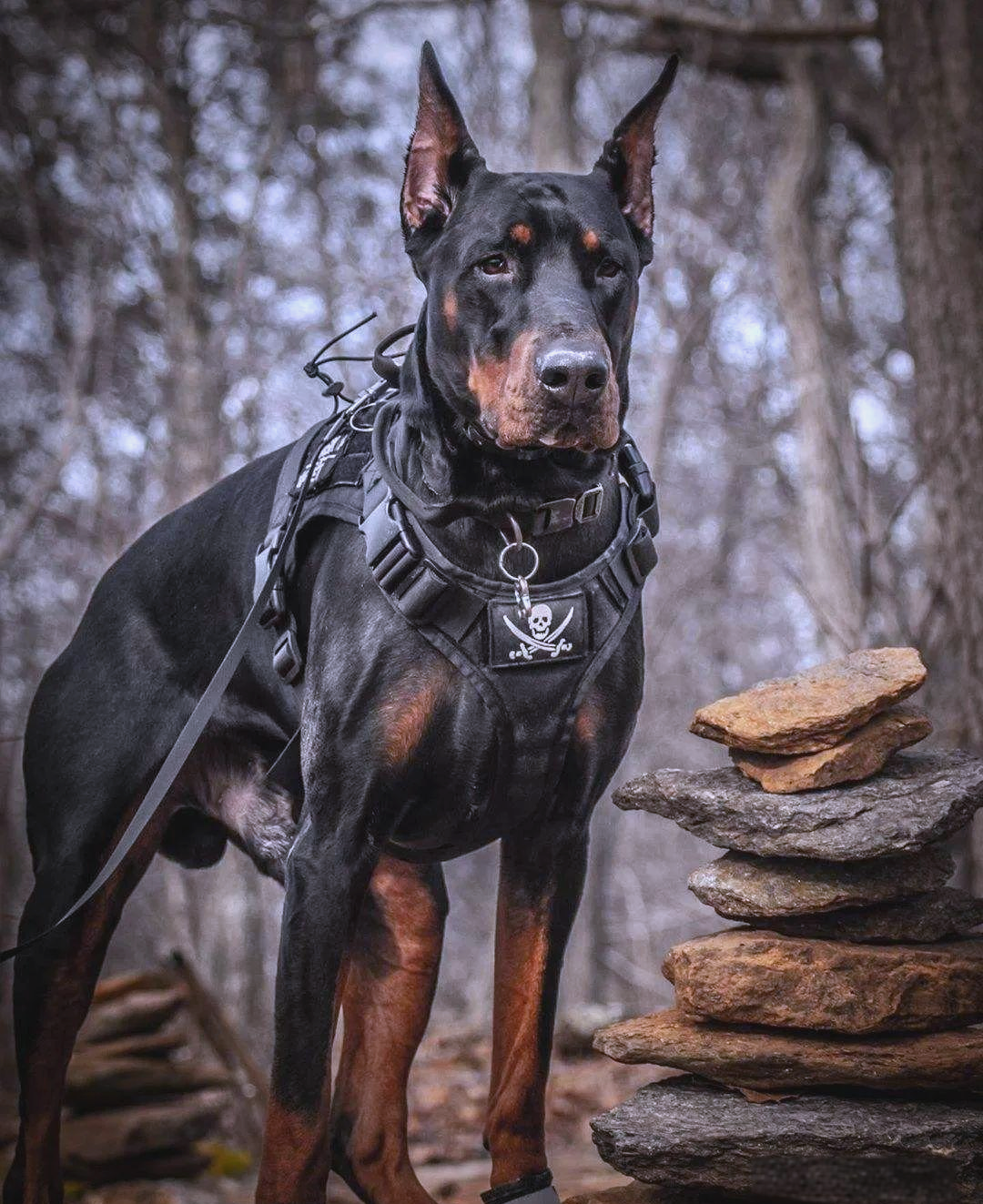 杜宾犬:忠诚警犬,颜值与实力并存