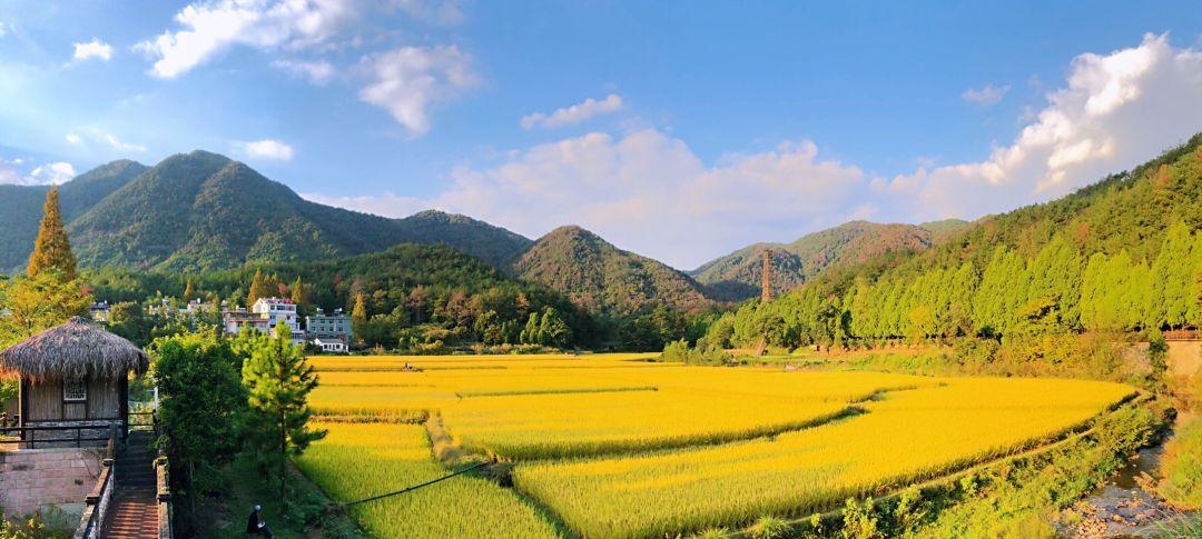 图/屈文龙 台 稻 州 田 金秋十月稻香里说丰年 天台国清寺