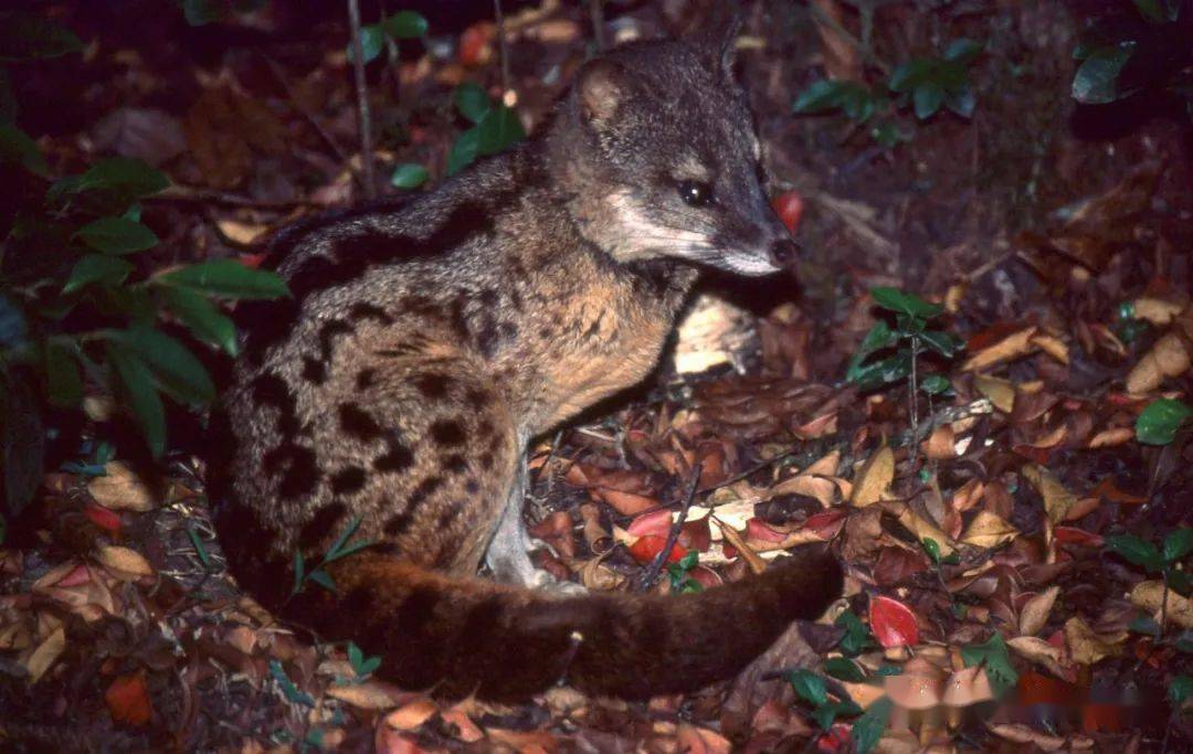 马岛缟狸:交配时间最久的动物,保留人类演化丢掉的"特殊骨头"