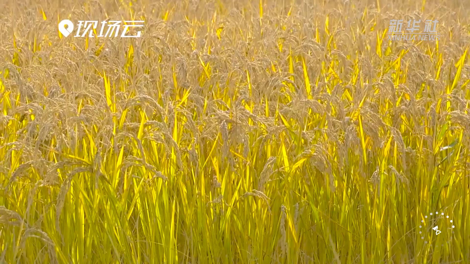 沙漠海水稻图片