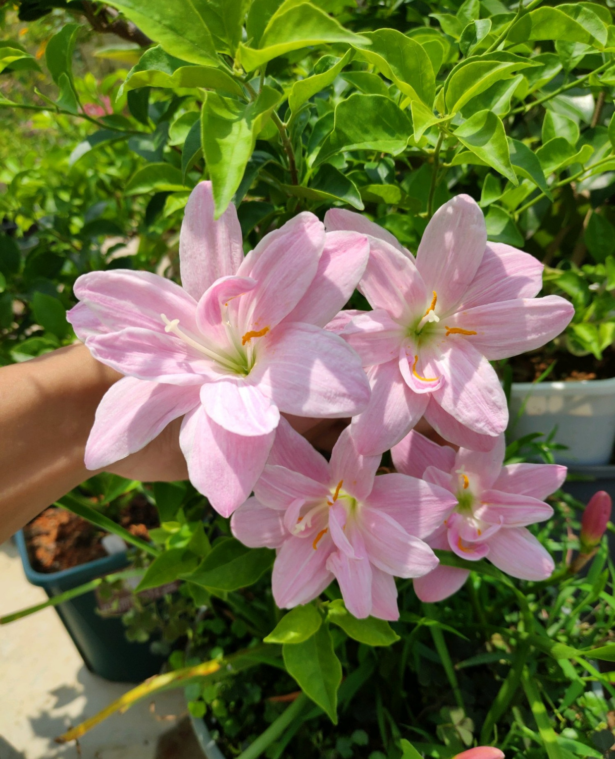 重瓣风雨兰"伊丽莎白",好看又好养,每年花开多次,你值得拥有