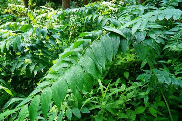 黄精叶子长什么样