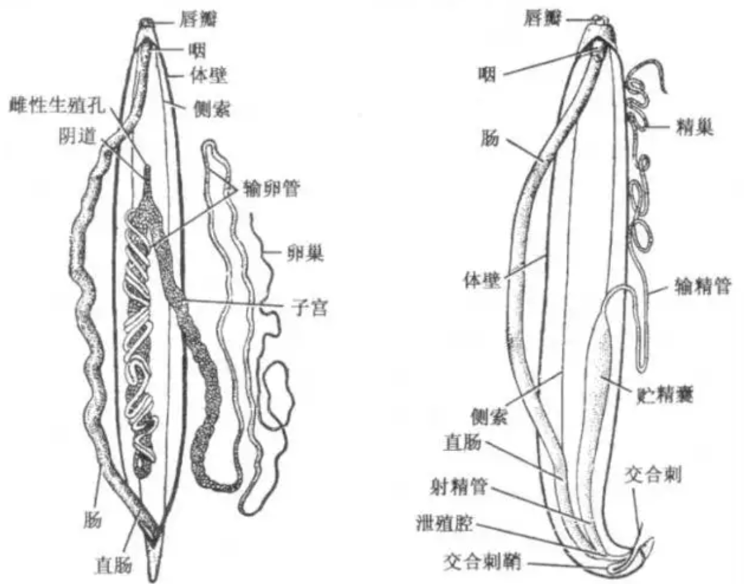 雄蛔虫横切手绘图标注图片