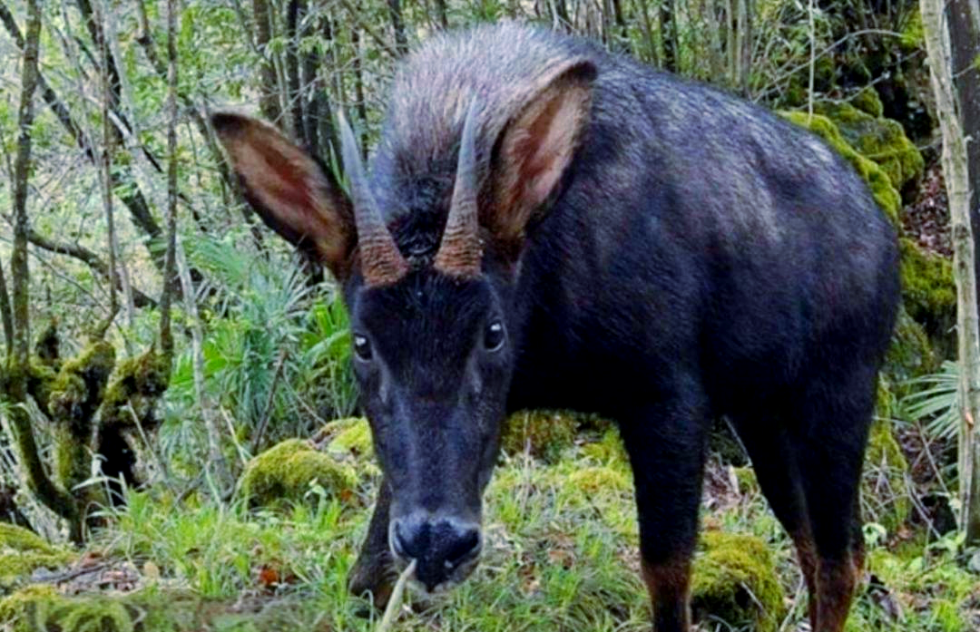 云南林业专家捕捉到珍稀"四不像"动物活动画面,网友盛赞:太神奇了!