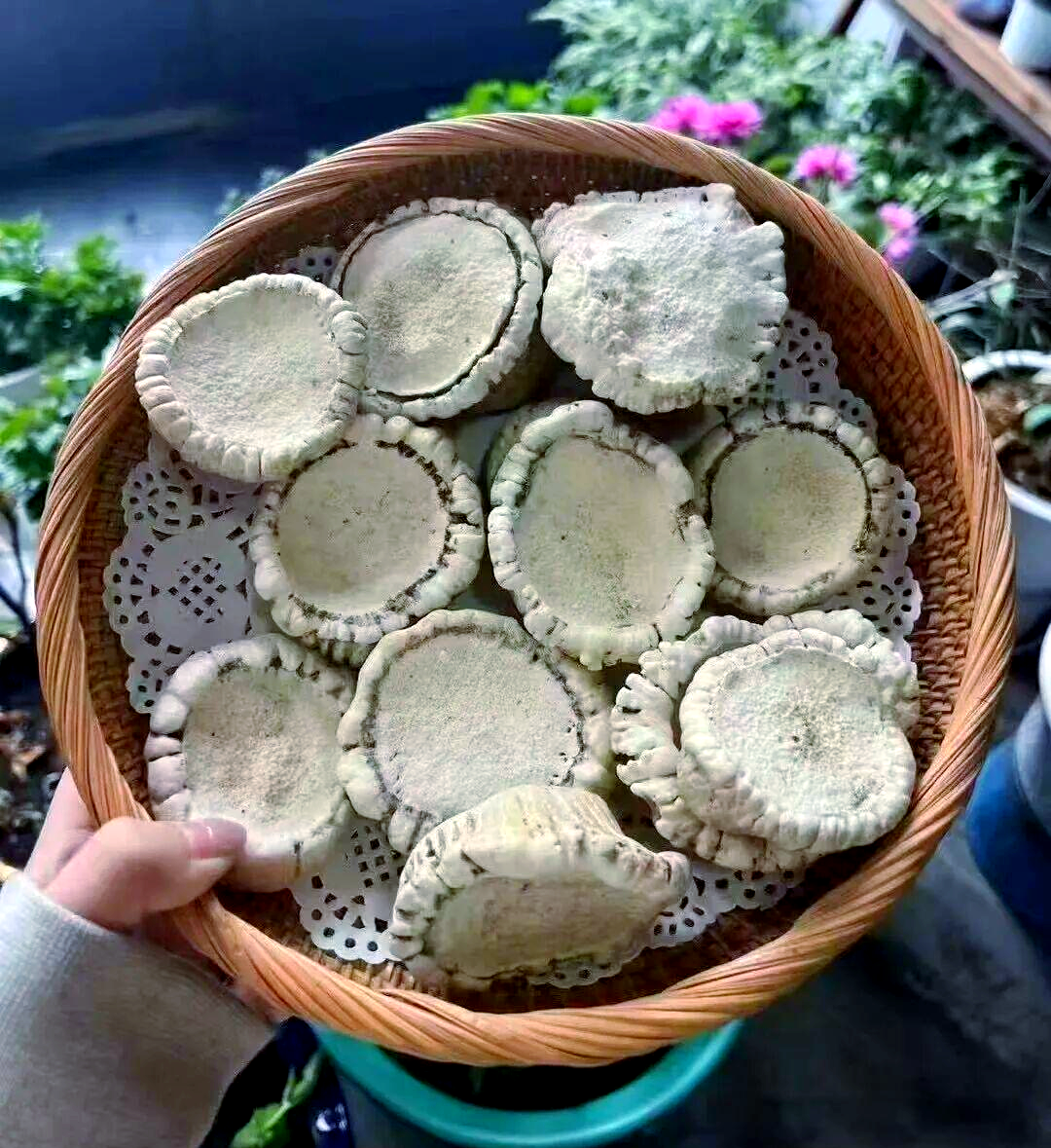 梅花鹿鹿角帽粉的制作与食用指南