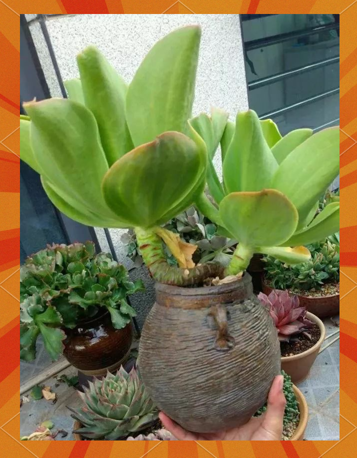 多肉爱好者的破坛子艺术:化腐朽为神奇,创意养花新思路