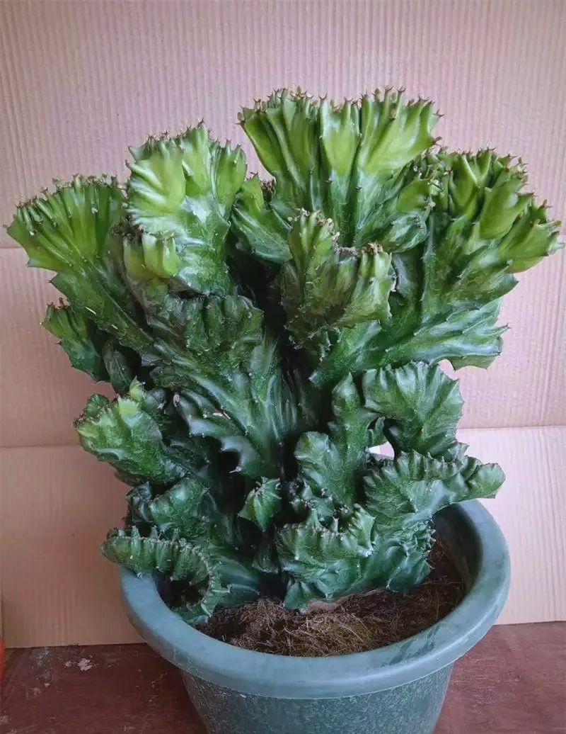 玉麒麟绿植:美观,实用,寓意吉祥,镇宅招财好选择!