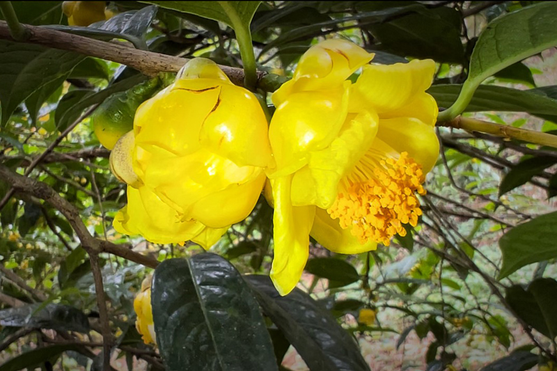 广西防城港市防城区盛开"致富之花"