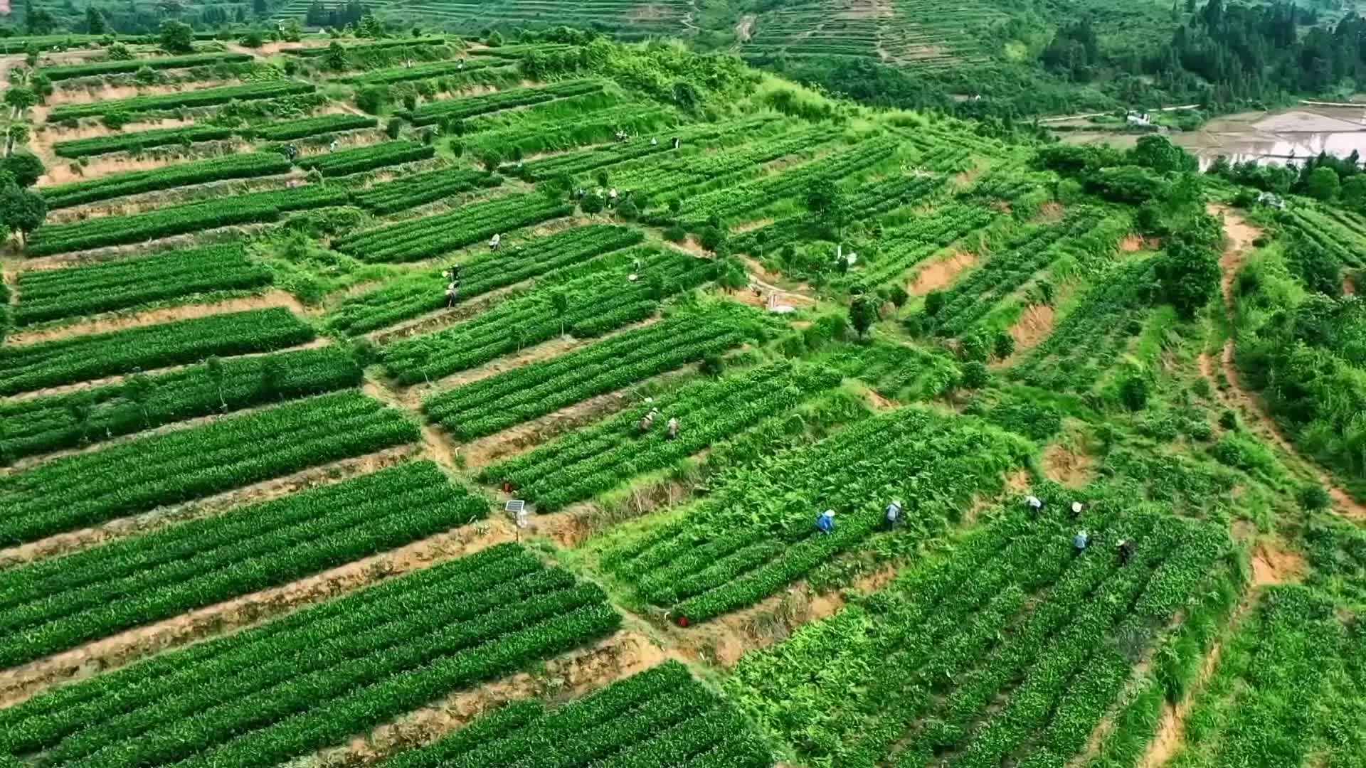 茶陵:发展茶产业 助力群众增收