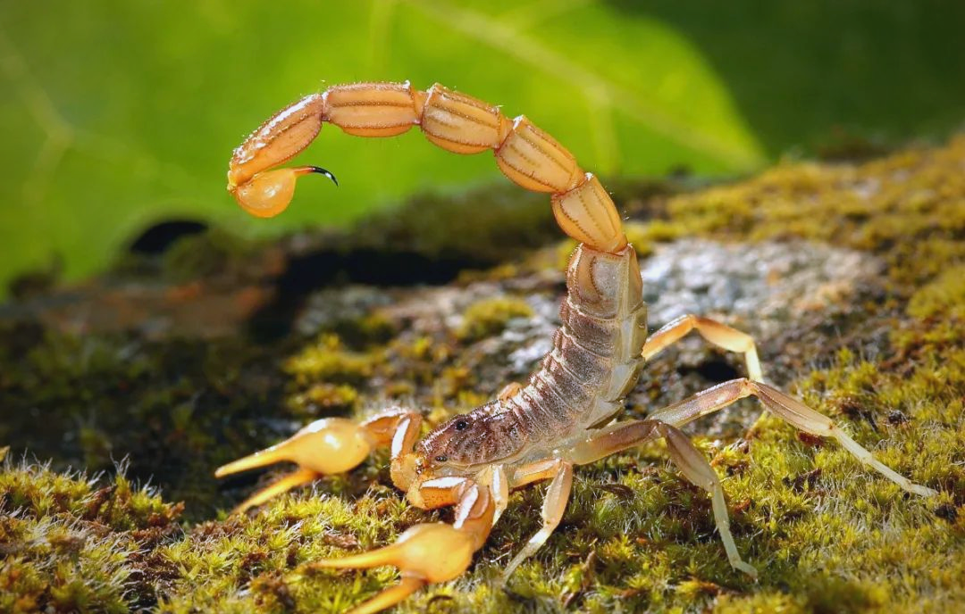毒蝎子与美味蝎子:了解蝎子界的生存真相
