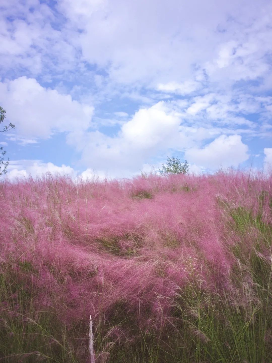 "十里轮蹄尘不断,几多粉黛花无色"